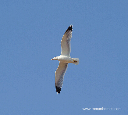 Seagull flying over the Spanish Steps penthouse